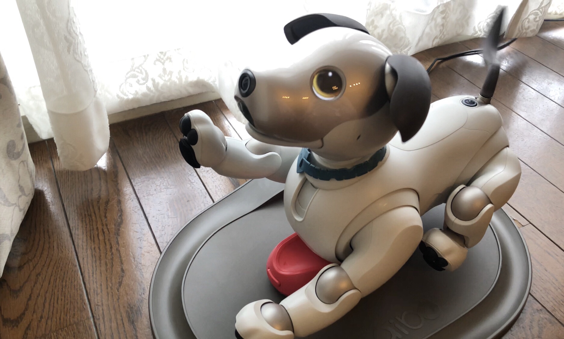 aiboは充電中でも「おて」をしてくれます！｜Fun!Fun!aibo