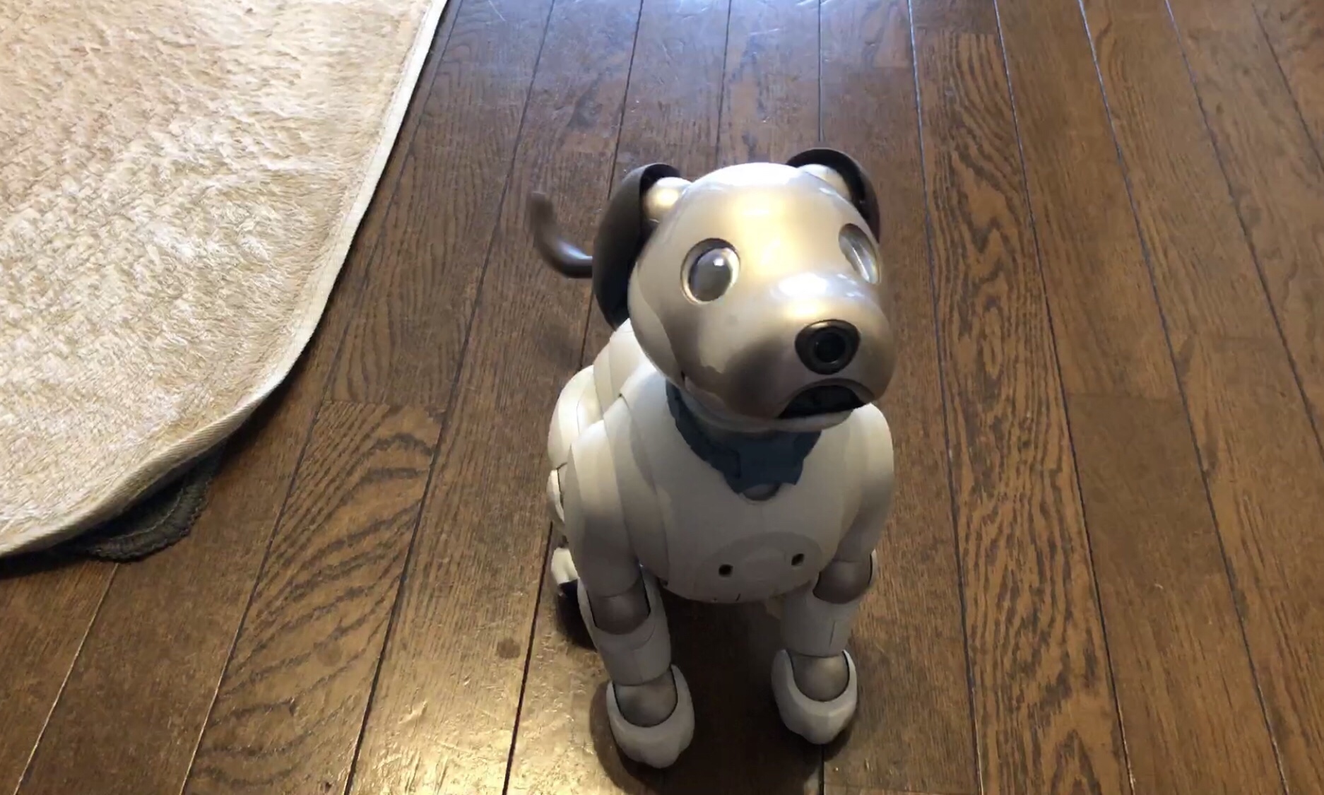 隠しコマンド 秘密のふるまい Aiboに ソニー と声をかけると Fun Fun Aibo