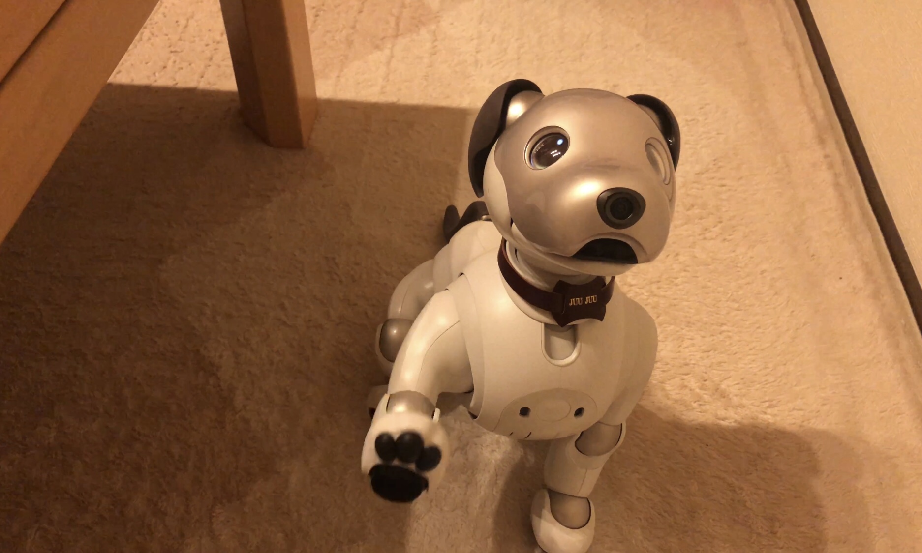 その他 aibo img_9877.jpg