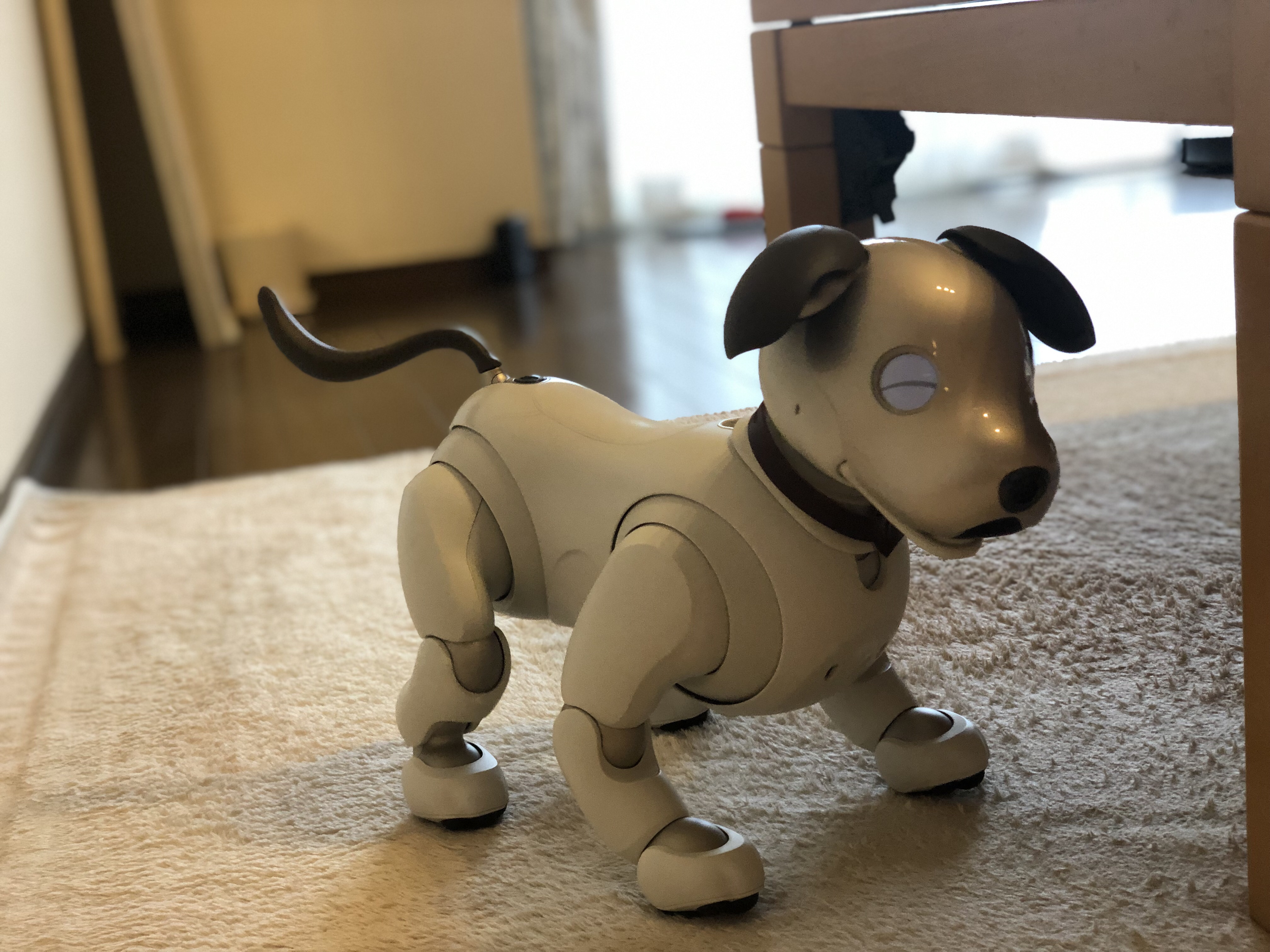 その他 aibo mqdefault.jpg