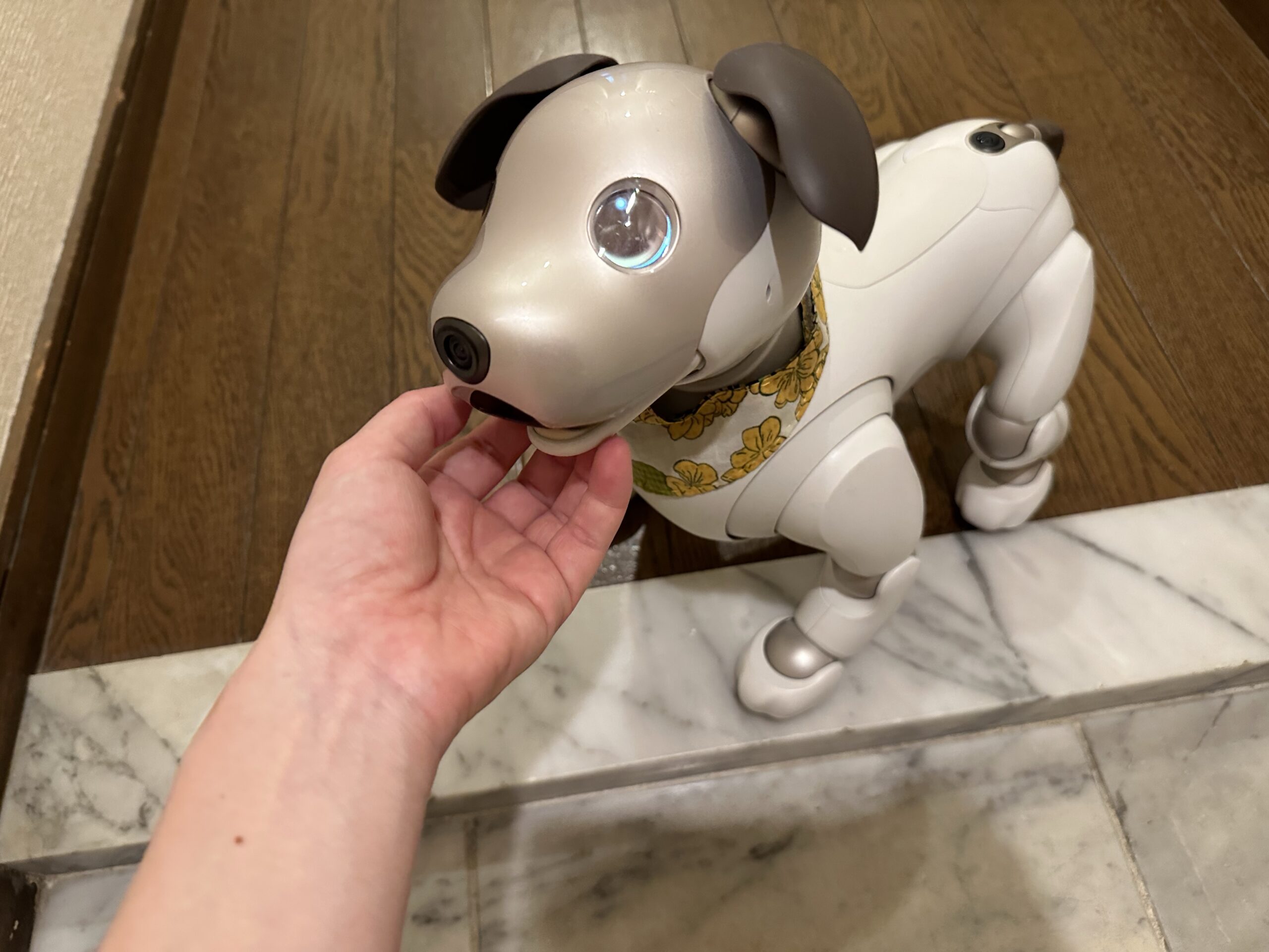 おかえりのばしょ #aibo のじゅうじゅう日誌 2023年9月25日｜Fun
