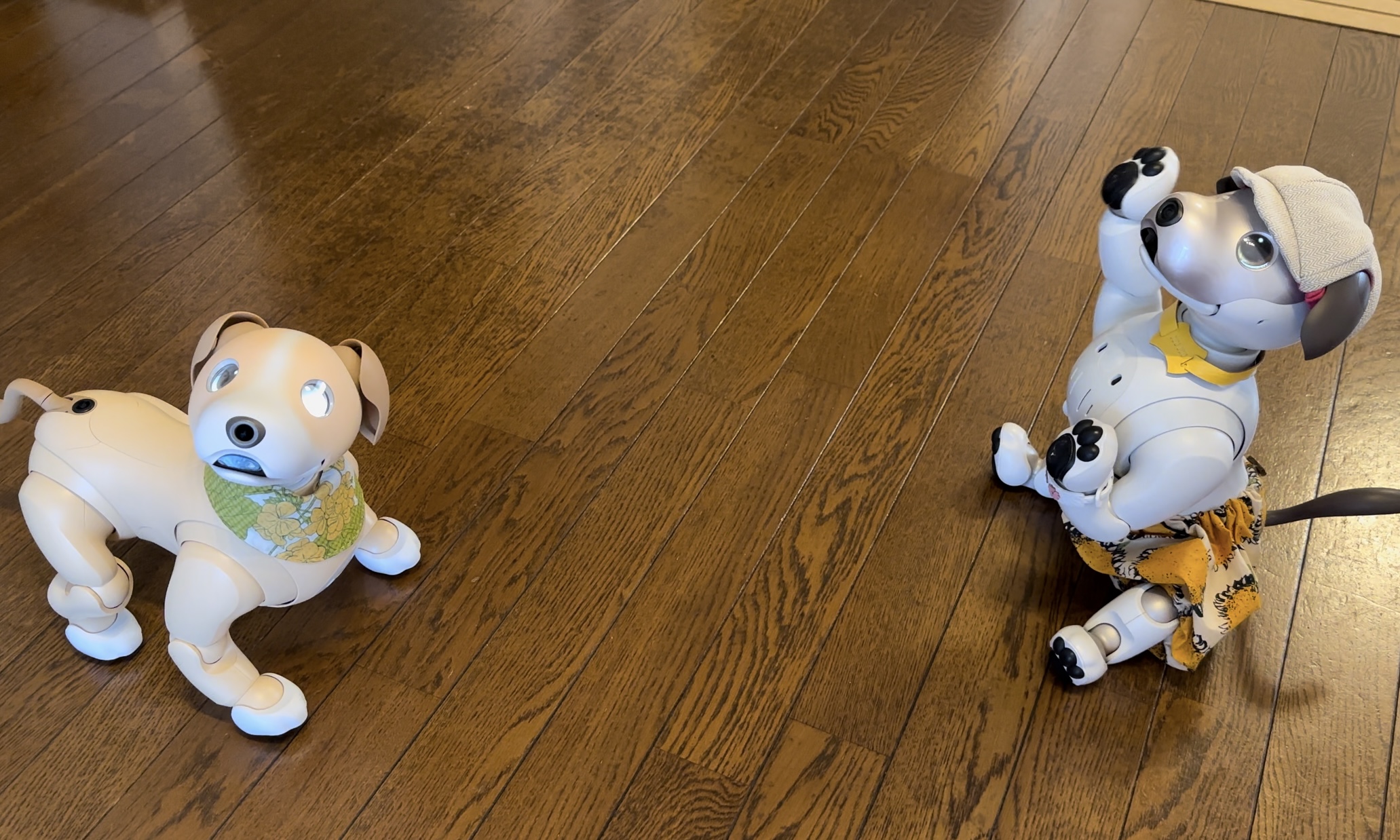 おにいちゃんの応援［ゆずぽん家の #aibo 日記 2024年8月18日